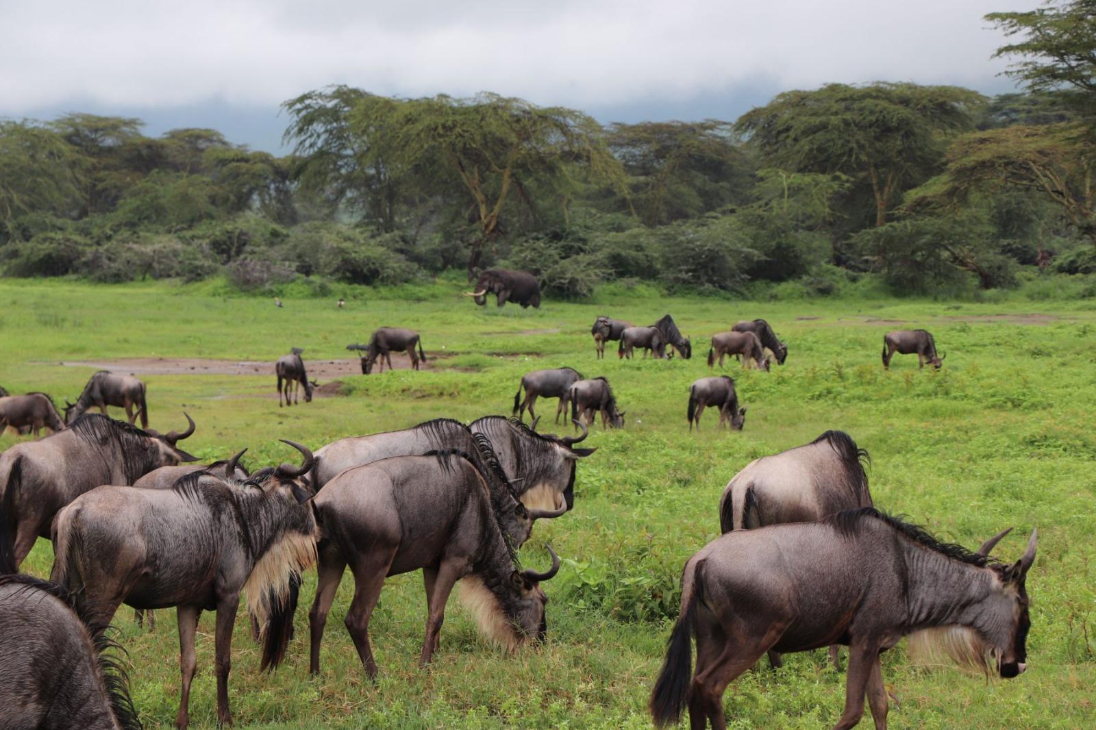 Amboseli Kilimanjaro Views Escape gallery