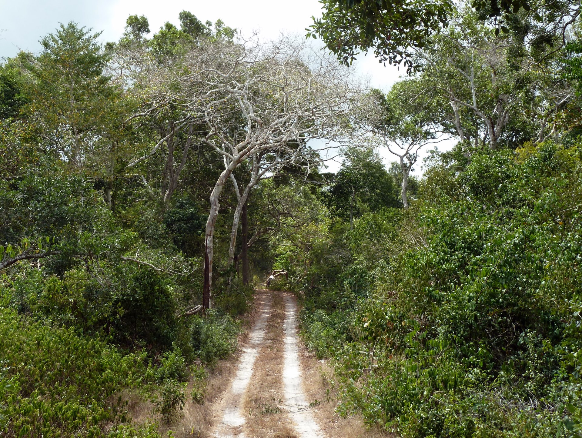 Arabuko-Sokoke Forest