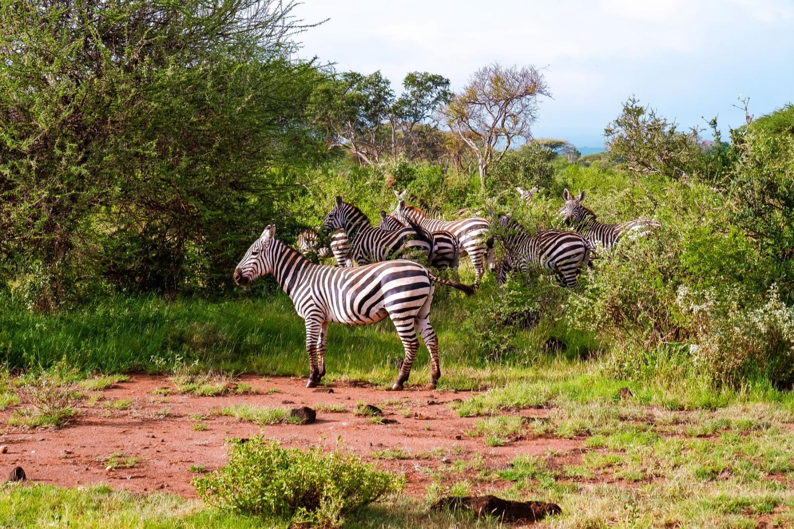 Laikipia Wilderness Conservancy Safari gallery