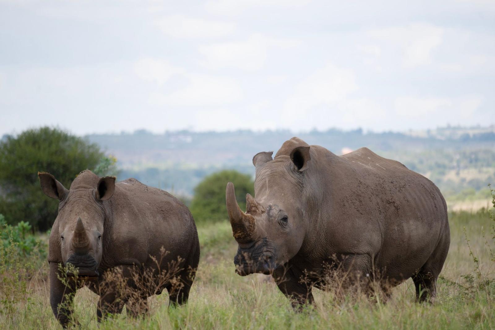 Laikipia Wilderness Conservancy Safari gallery
