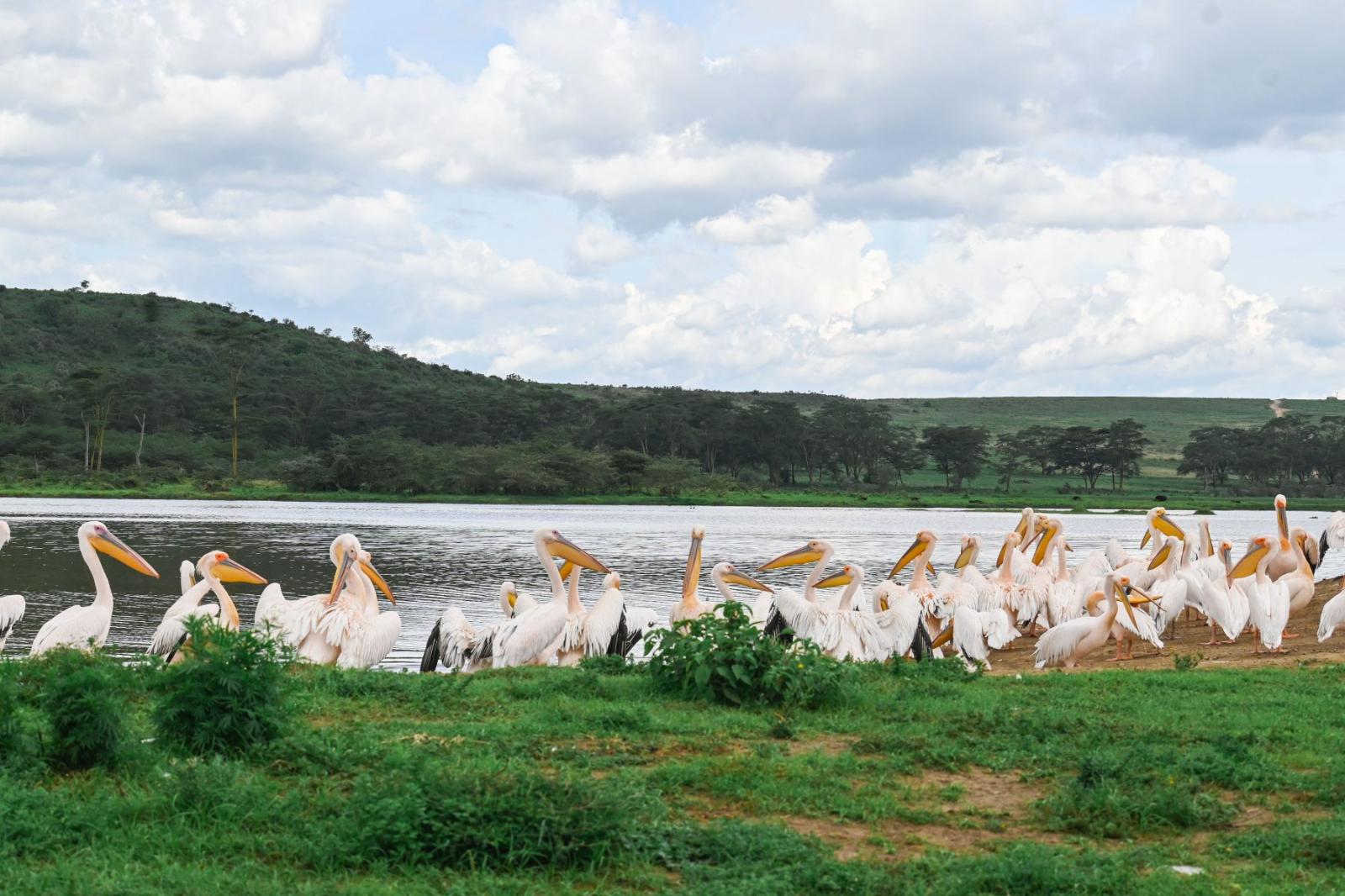 Lake Nakuru National Park
