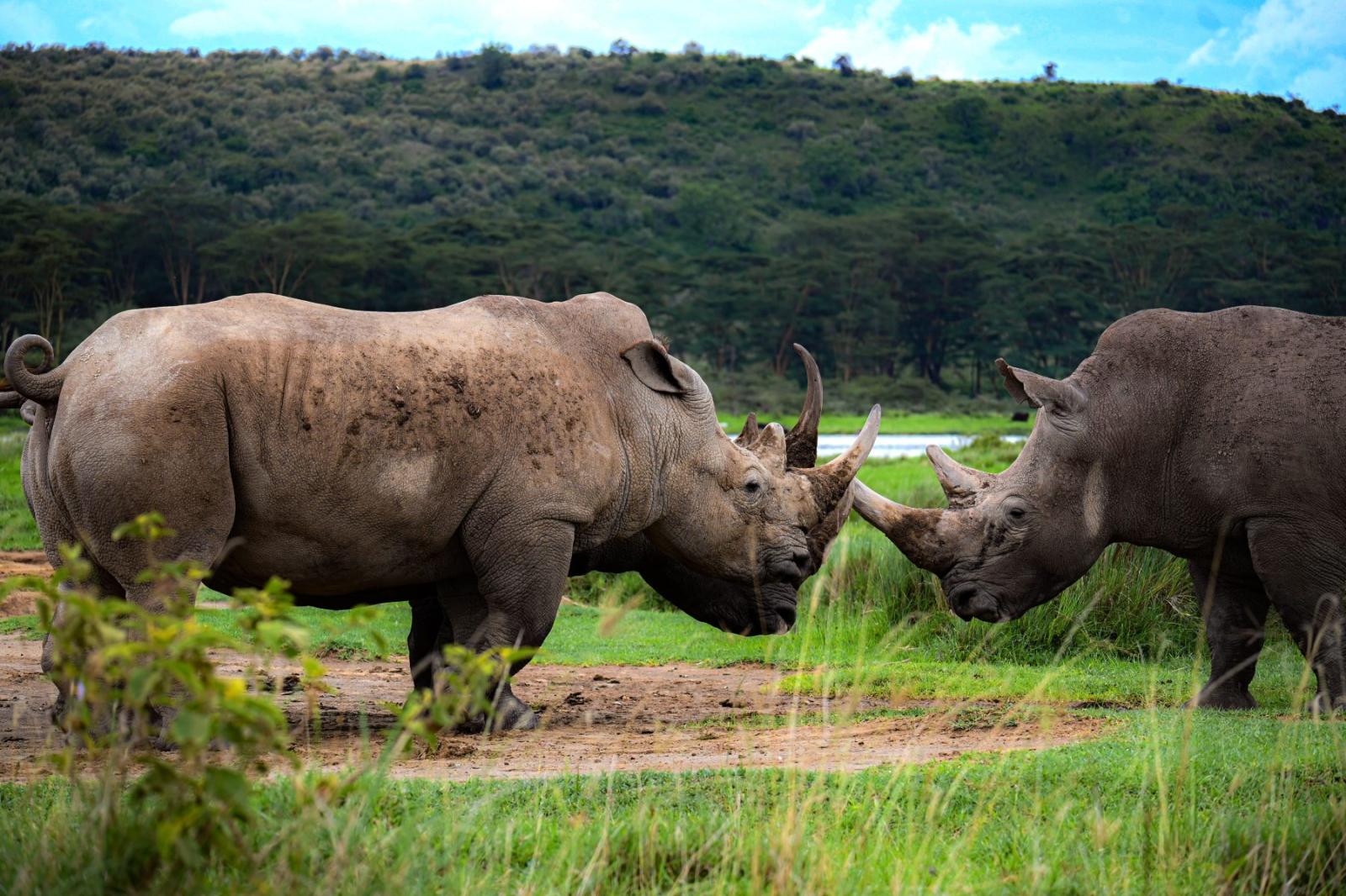 Wild Kenya: The Famous Birding Loop gallery