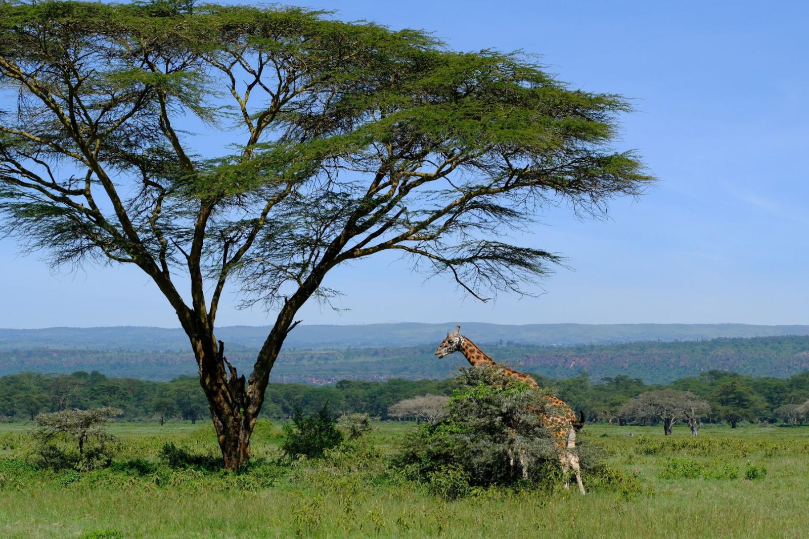 Wild Kenya: The Famous Birding Loop gallery
