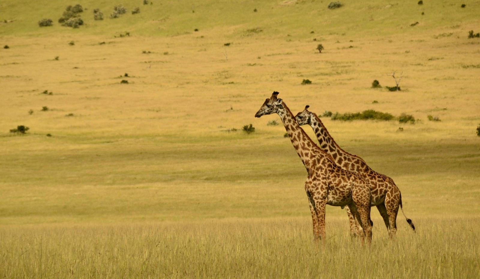 Maasai Mara National Reserve