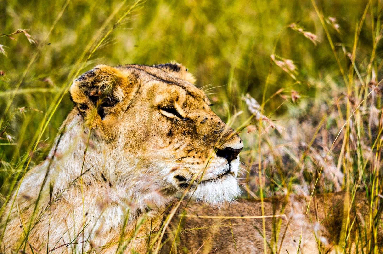 Mara wildlife