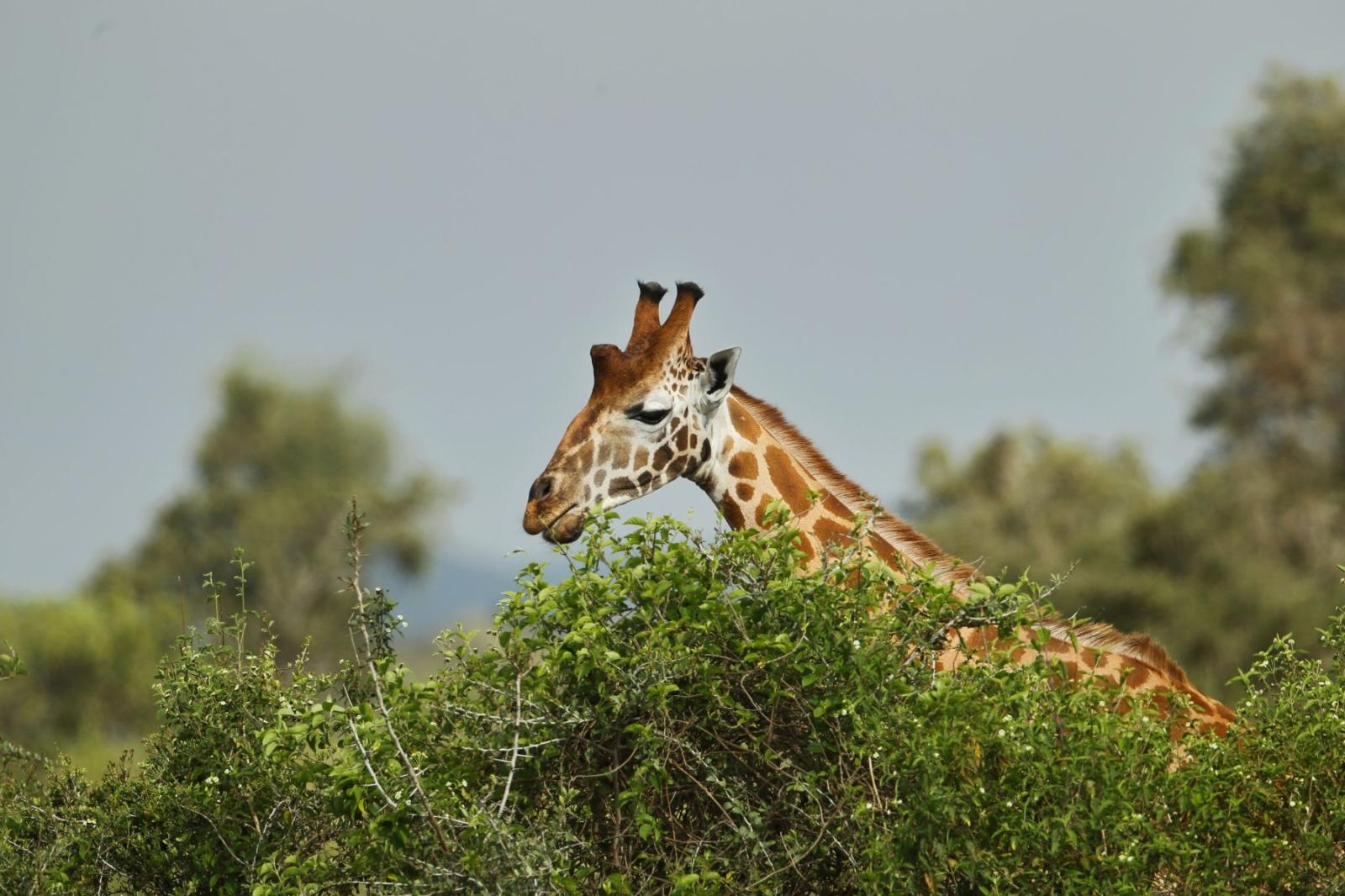 Mara balloon safari