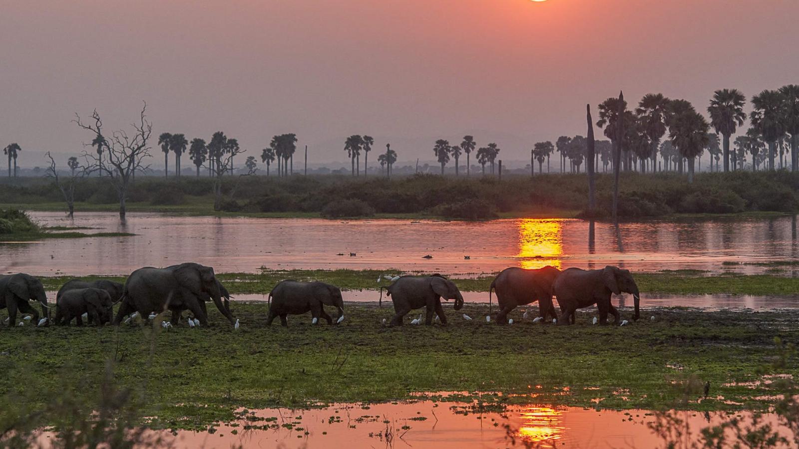 Safari Tours