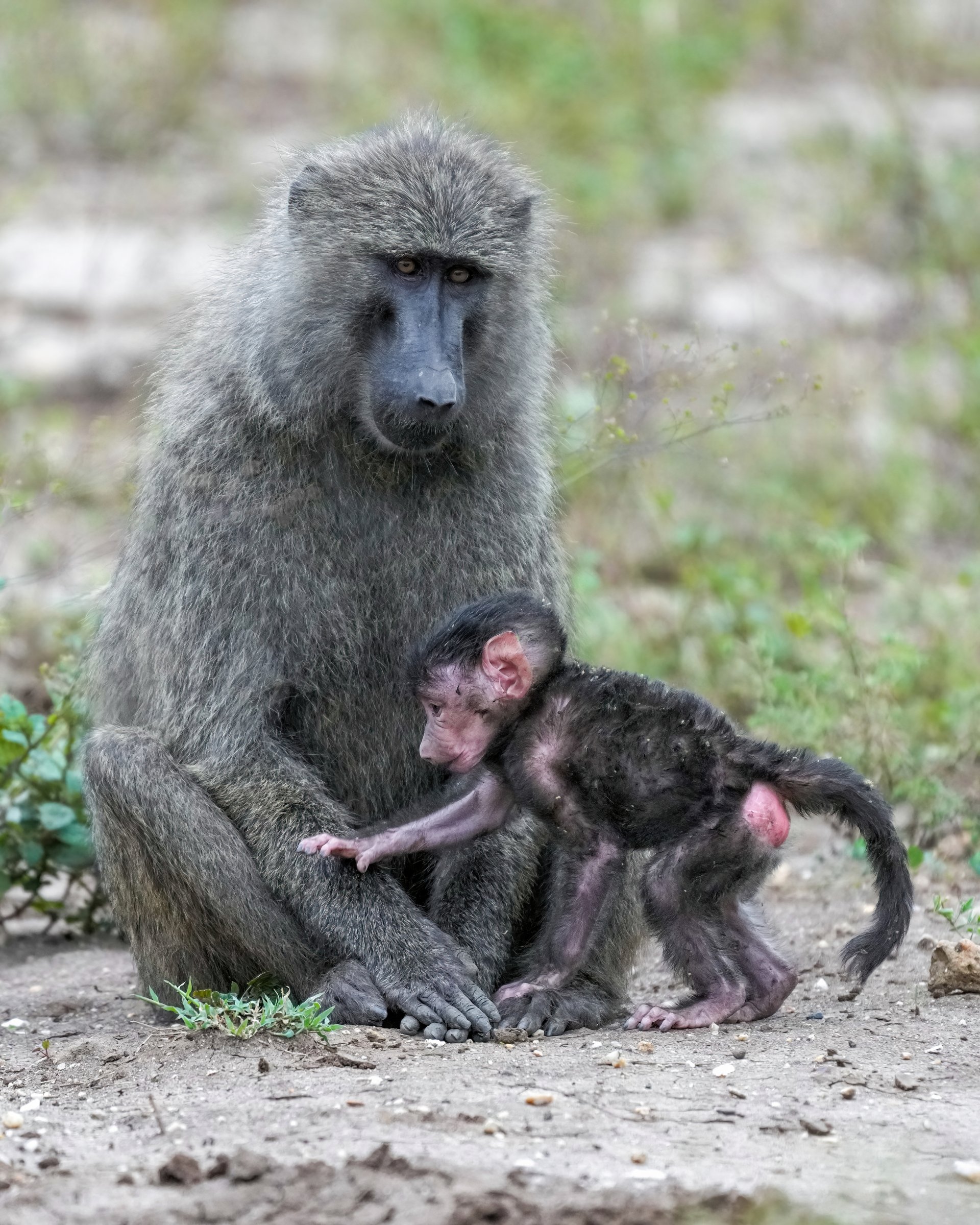 Queen Elizabeth National Park