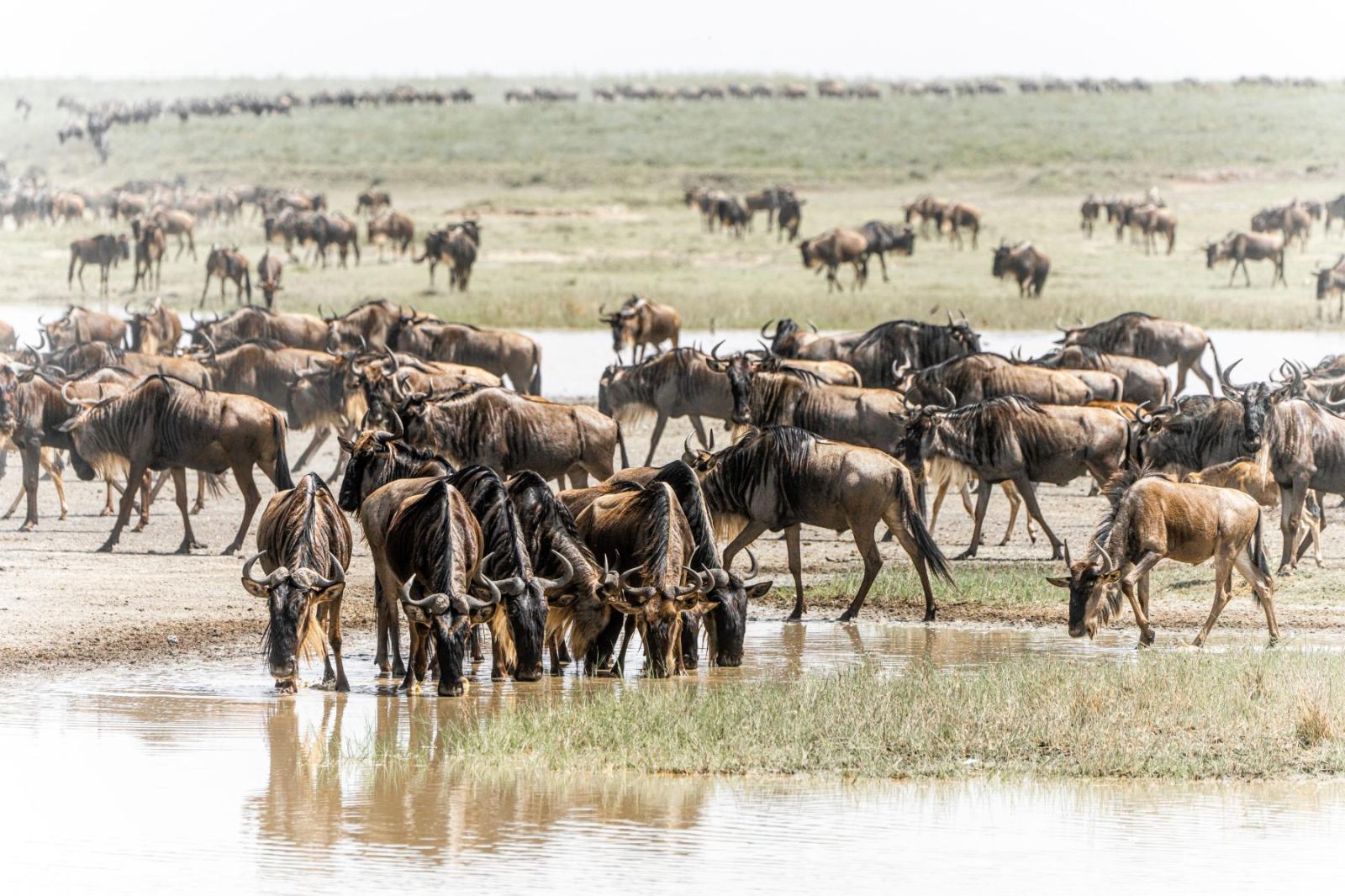 Wild Tanzania: Birding & Safari gallery