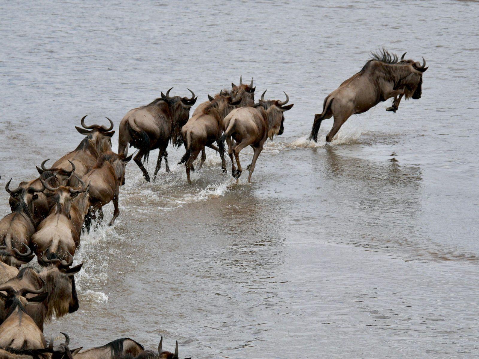 Wild Tanzania: Birding & Safari gallery
