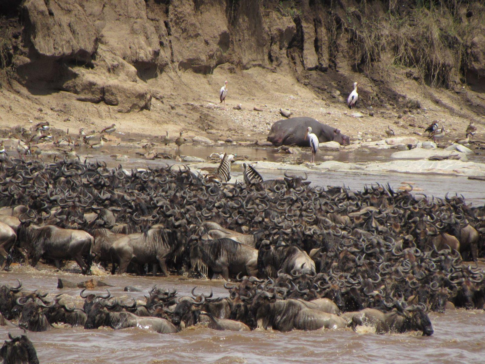 Wild Tanzania: Birding & Safari gallery