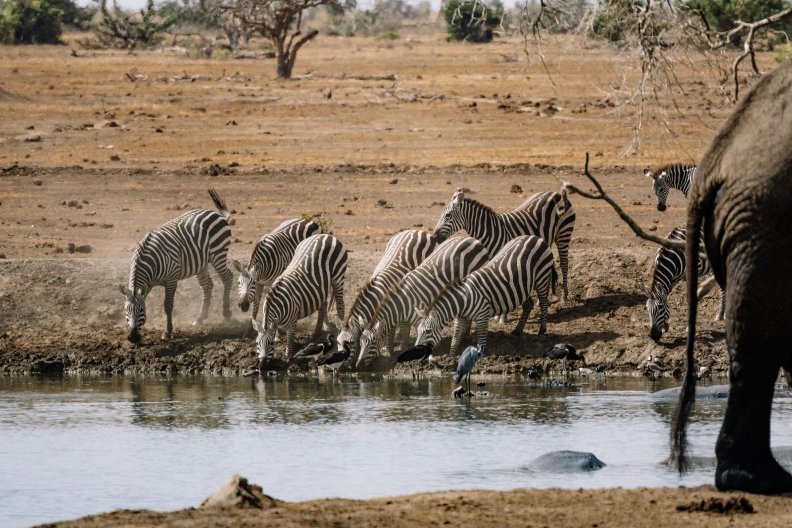 Tsavo East National Park