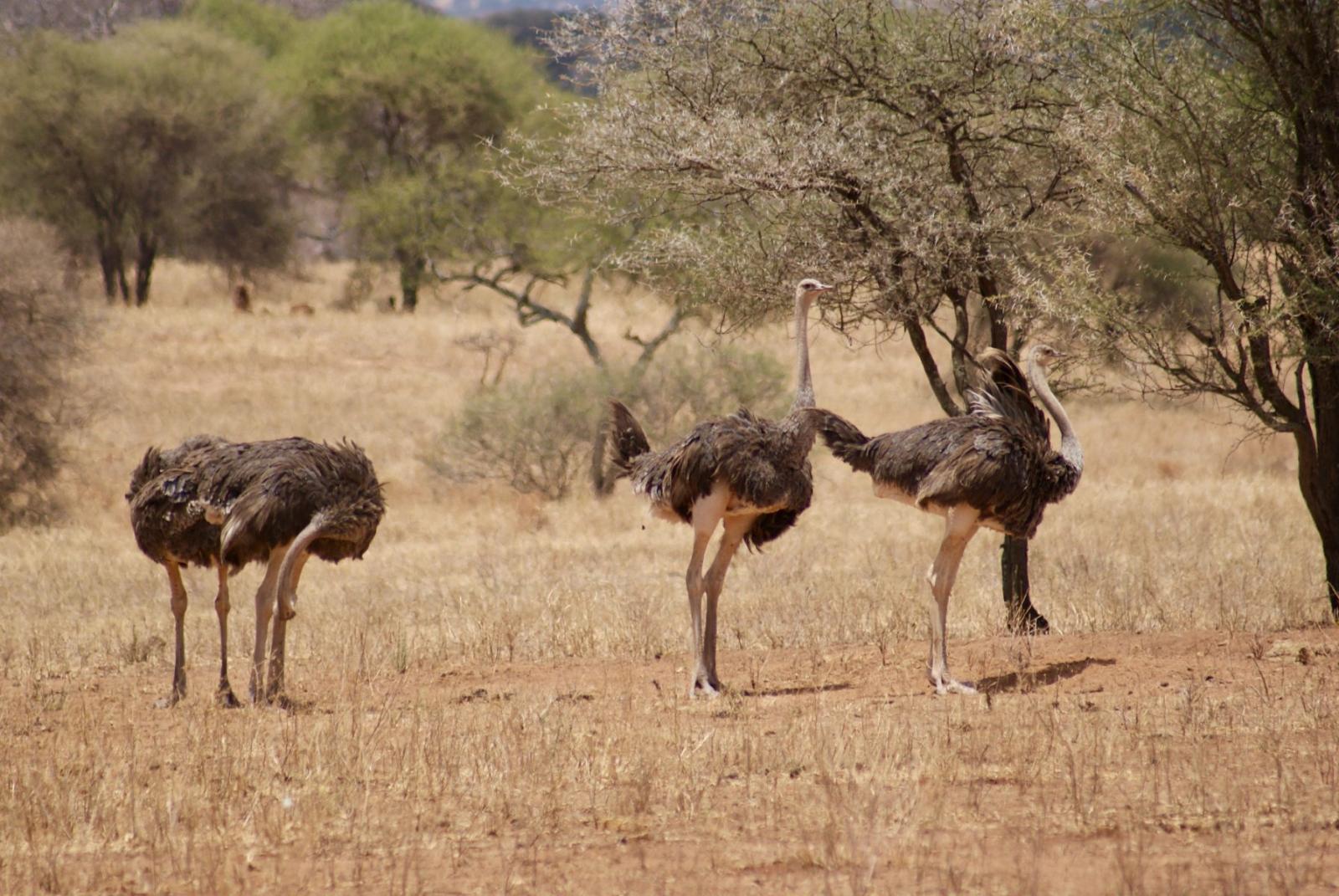 Tsavo East and West Wilderness Trail gallery
