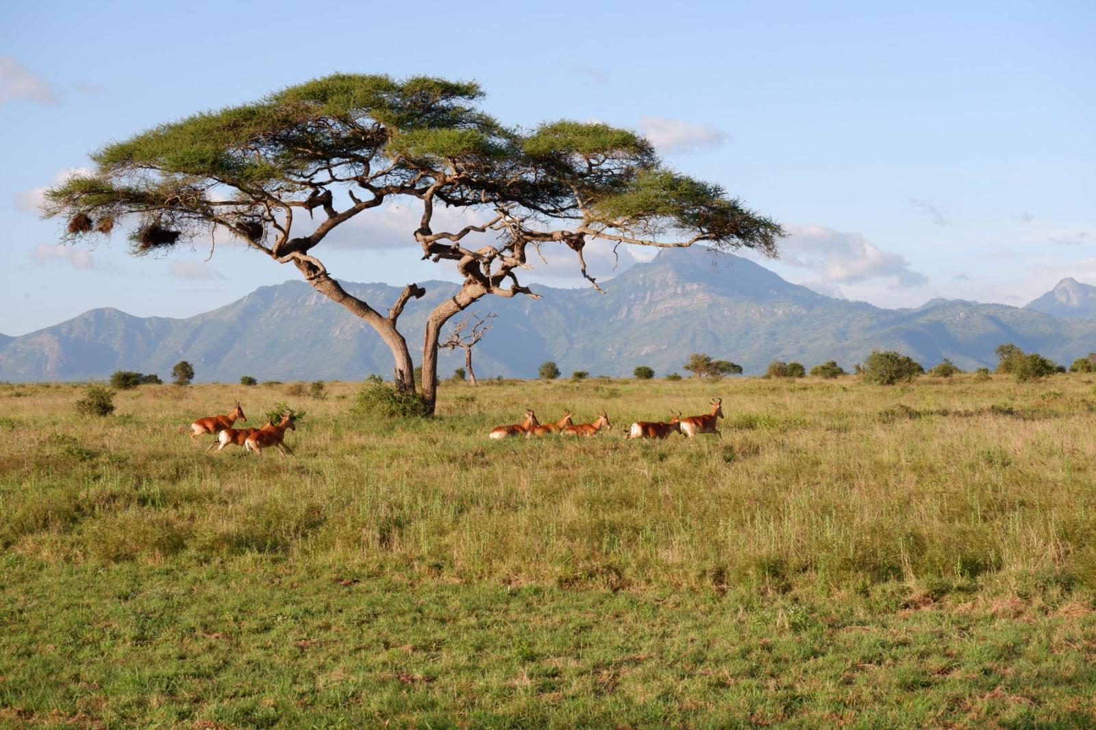 Tsavo East and West Wilderness Trail gallery