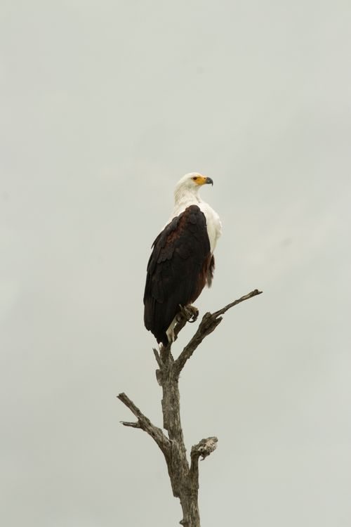 Amboseli wetland birds