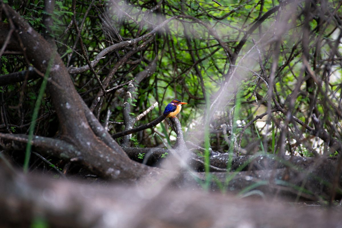 Wild Kenya: The Famous Birding Loop