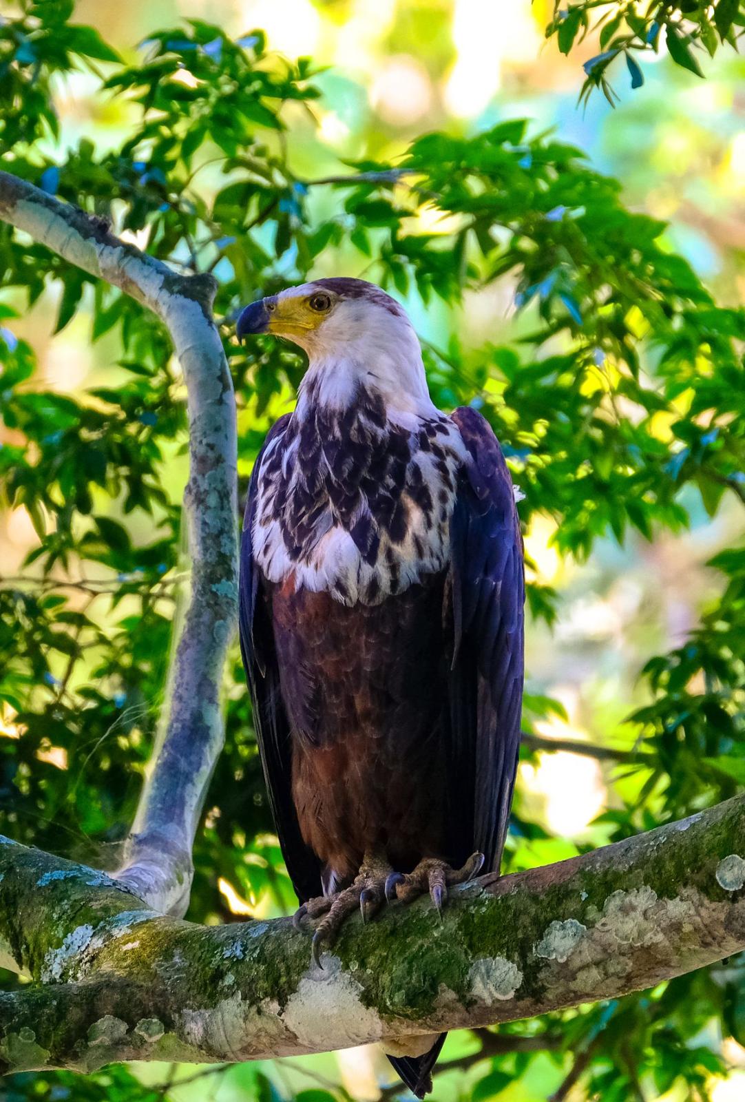 Wild Kenya: Birding & Safari