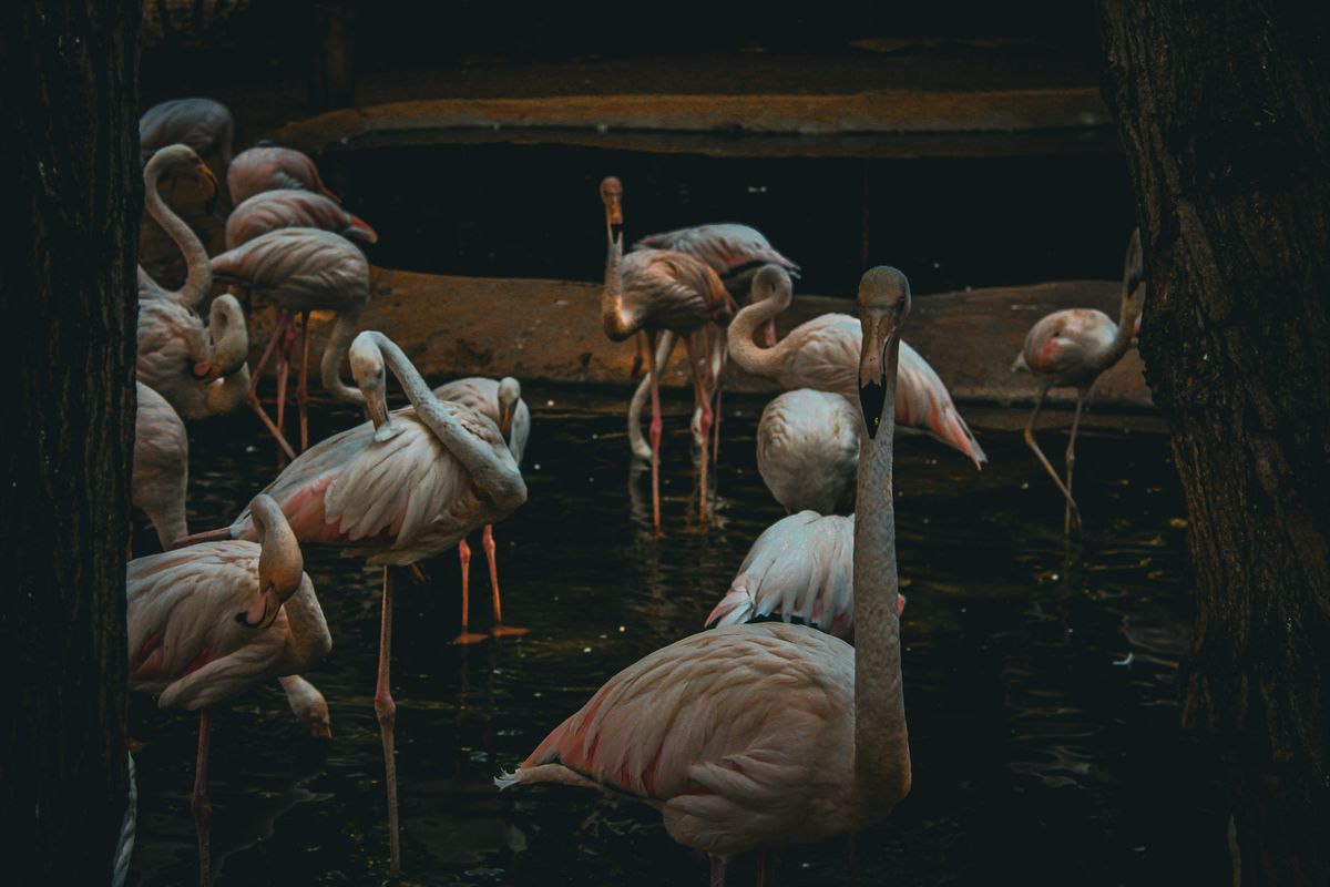 Wild Kenya: Great Rift Valley Lakes Birding Tour
