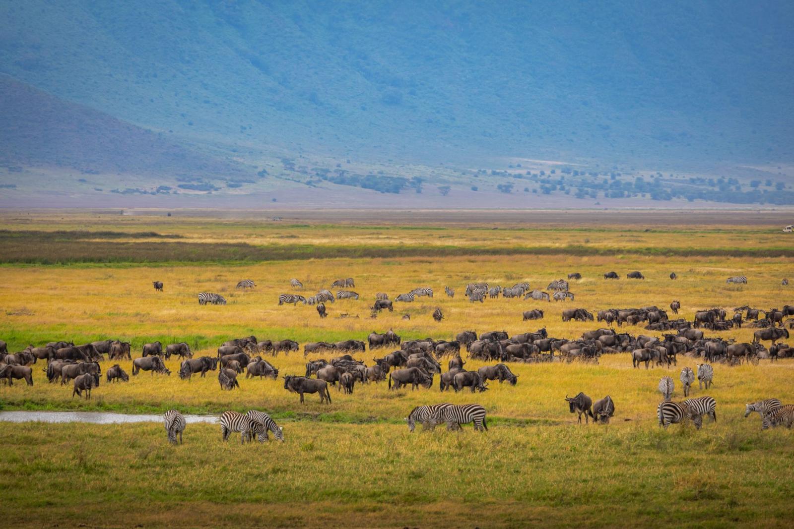Mara Migration Express