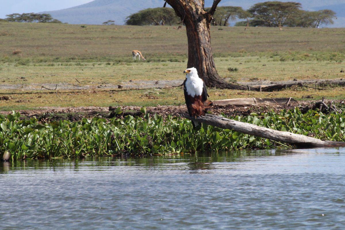 African Fish Eagle