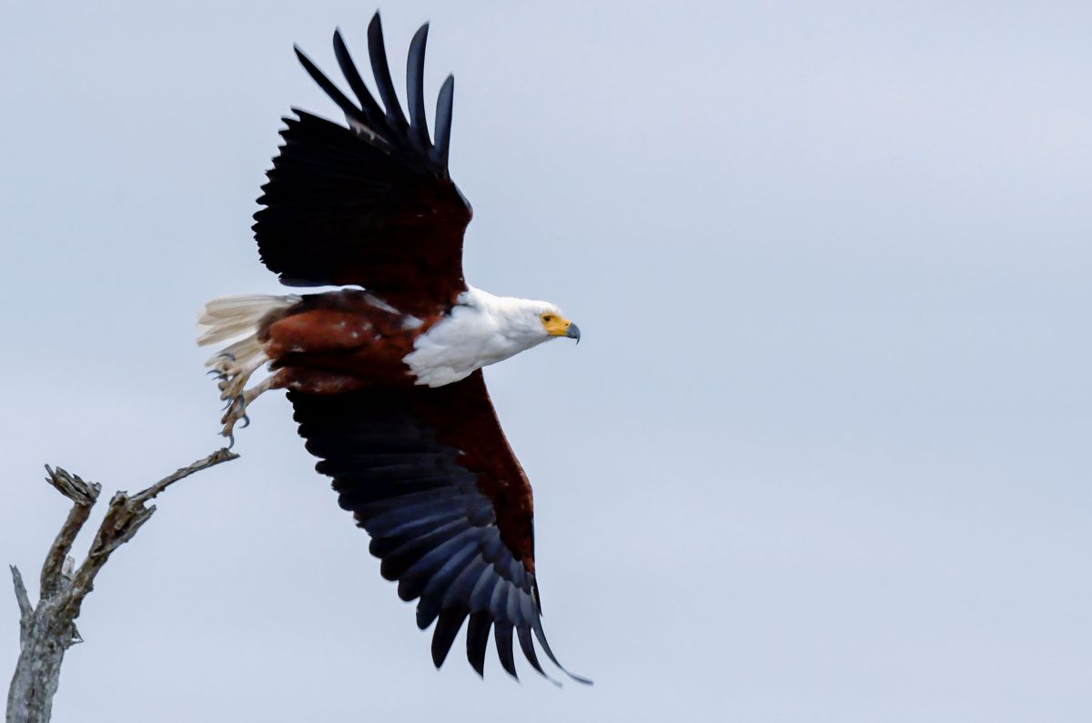 Fish Eagle soaring