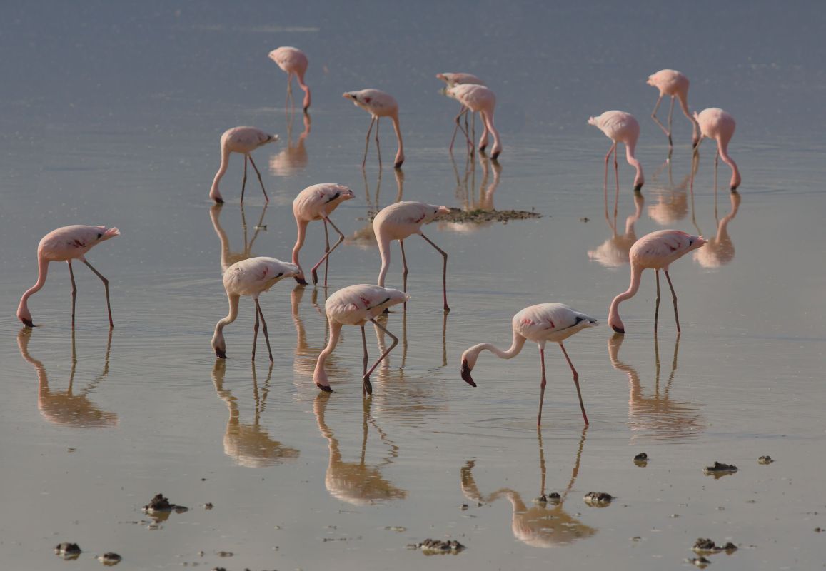 Flamingos wading