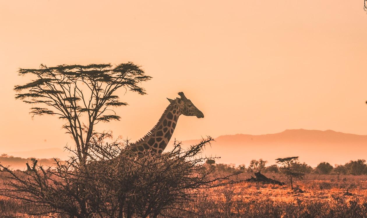 Ngorongoro Crater Expedition