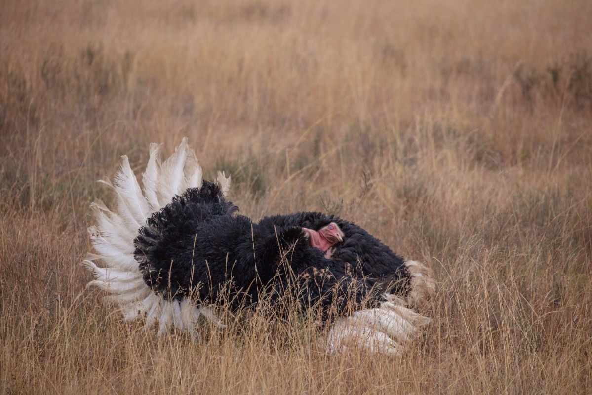 Somali Ostrich in Samburu