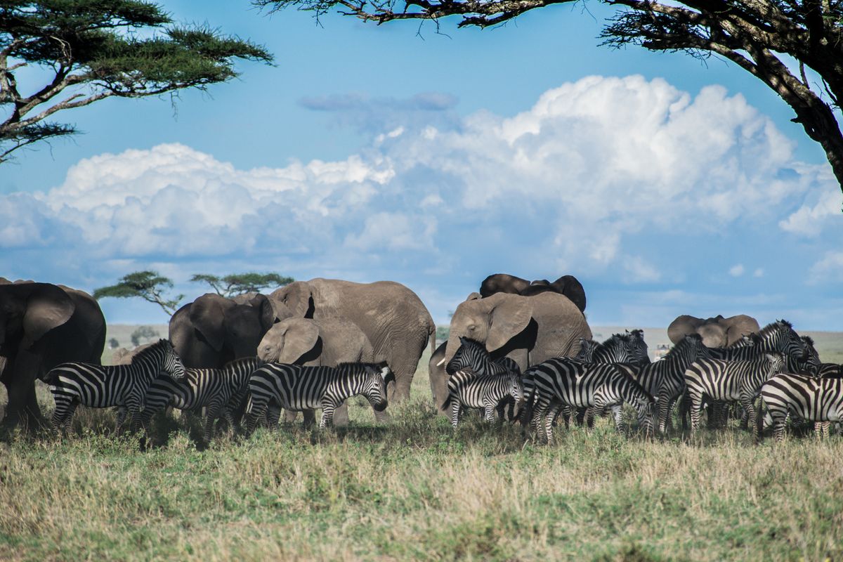 Wild Tanzania: Birding & Safari