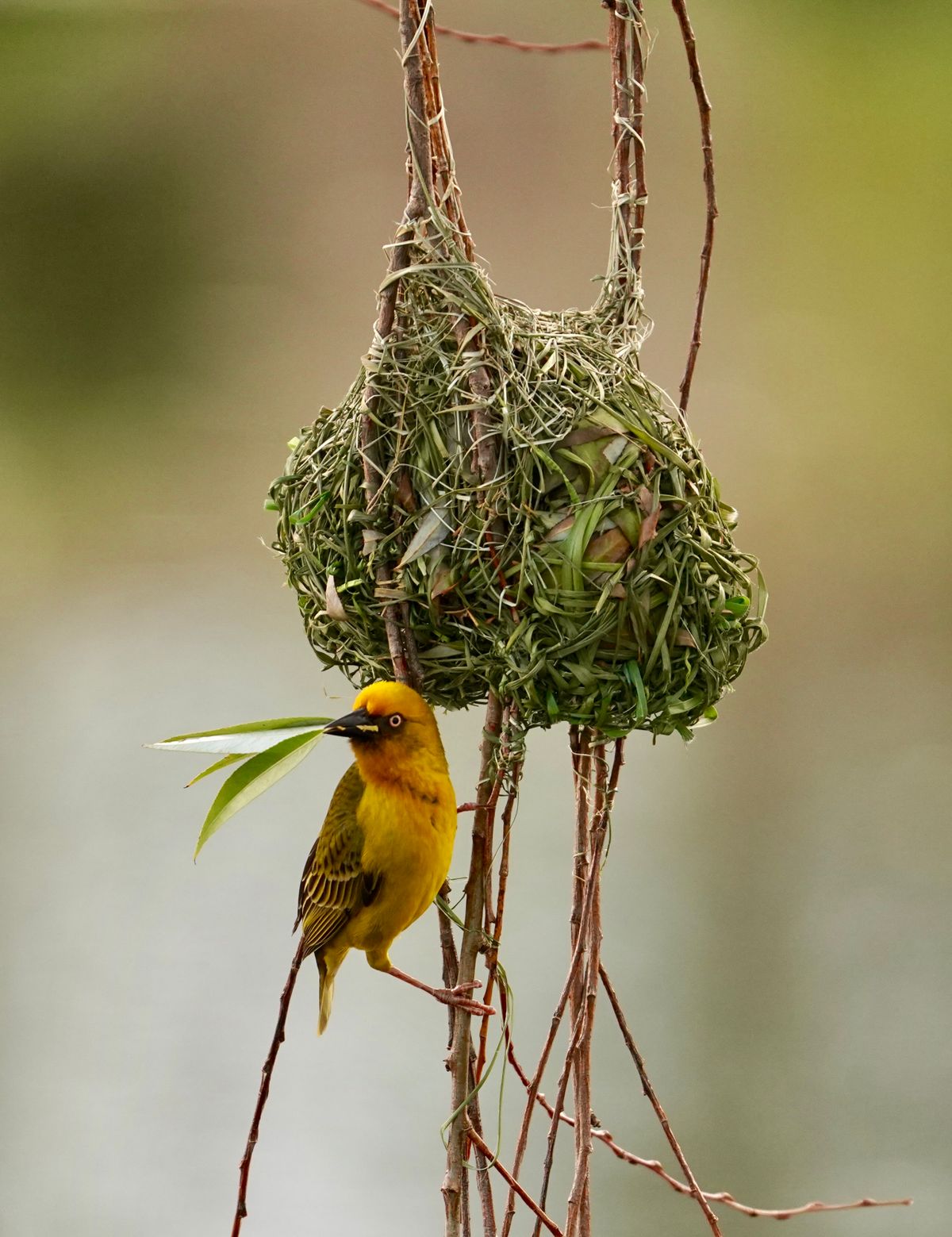 Wild Tanzania: Endemics Birding Tour