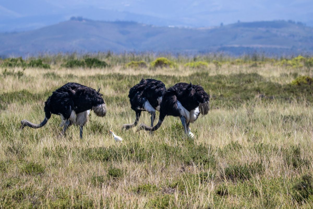 Wild Tanzania: Northern Birding Circuit