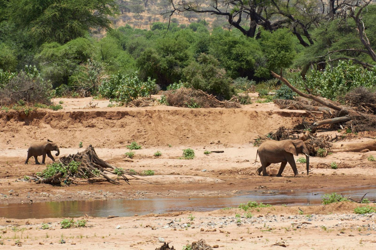 Tsavo East and West Wilderness Trail